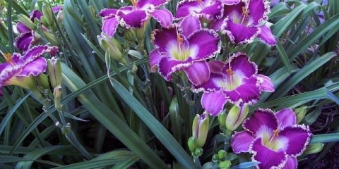 Kada presaditi ljiljane